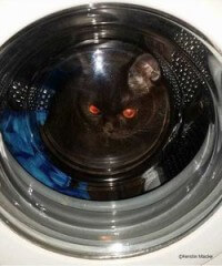So eine "Waschmaschinen-Höhle" ist für Katzen sehr gemütlich.