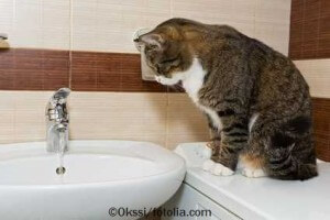 Katze in Badezimmer