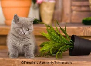 Katze und Pflanze