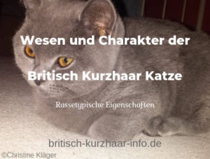 Charakter und Wesen der Britisch Kurzhaar Katze