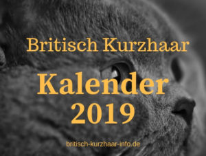BKH-Katze mit Text: Britisch Kurzhaar Kalender 2019