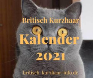 British Kurzhaar Kalender 2021