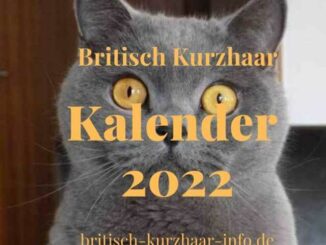 Britisch Kurzhaar Kalender 2022