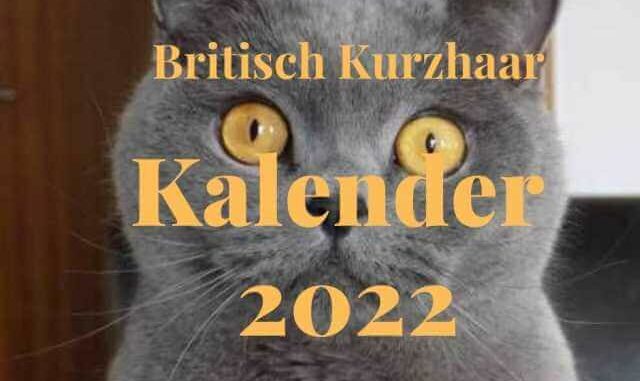 Britisch Kurzhaar Kalender 2022