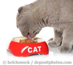 Katzen können Zucker nicht schmecken
